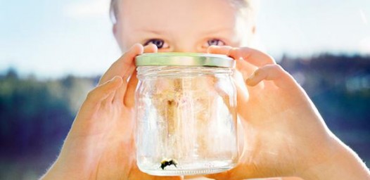 Укусы насекомых